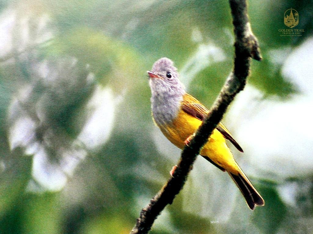 Tam Dao National Park Bird Watching: A 3-Day Ultimate Avian Journey